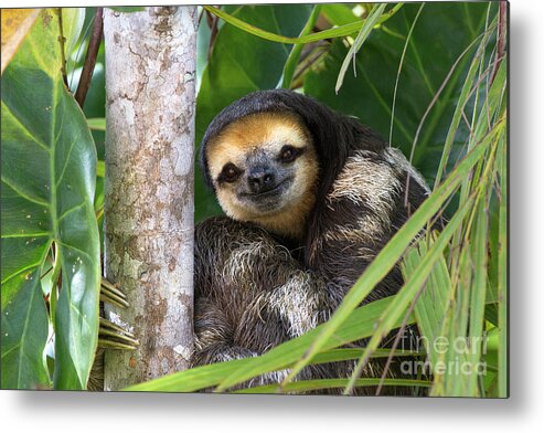 Mp Metal Print featuring the photograph Pale-throated Three-toed Sloth by Suzi Eszterhas