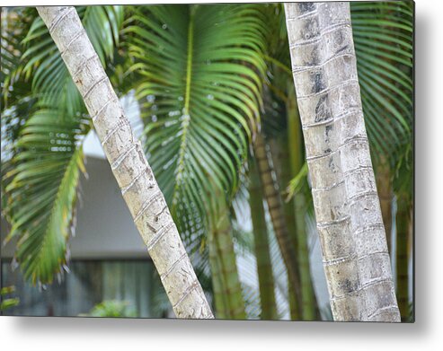 Art Metal Print featuring the photograph Palm Texture by JAMART Photography