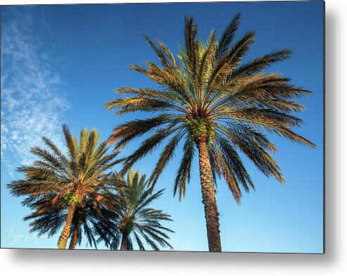 Palm Metal Print featuring the photograph Palms by Bryan Williams