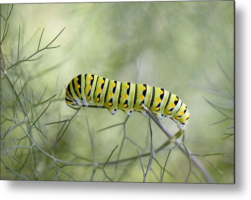 Papiliopolyxenes Metal Print featuring the photograph Papilio Polyxenes Caterpillar by Victor Mozqueda