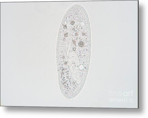 Biology Metal Print featuring the photograph Paramecium by Choksawatdikorn / Science Photo Library