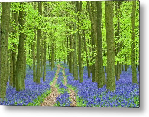 Buckinghamshire Metal Print featuring the photograph Path Winding Through A Carpet Of by Jaykay57