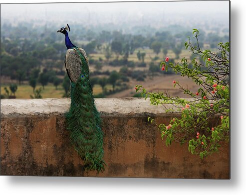 Forecasting Metal Print featuring the photograph Peacock On Ledge by Alex Mares-manton