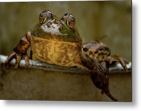 Amphibian Metal Print featuring the photograph Peaking OUt by Jean Noren