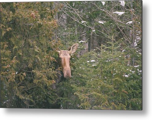 Moose Metal Print featuring the photograph Peek-a-boo by David Porteus