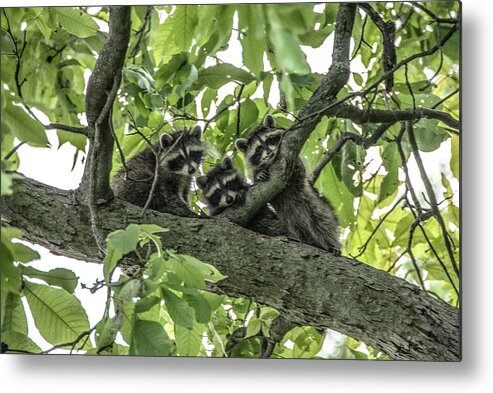 Raccoons Metal Print featuring the photograph Peekaboo Triplets by Diane Lindon Coy