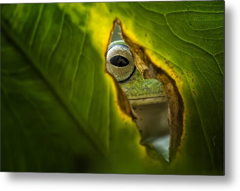 Macro Metal Print featuring the photograph Peeking Frog by Fauzan Maududdin