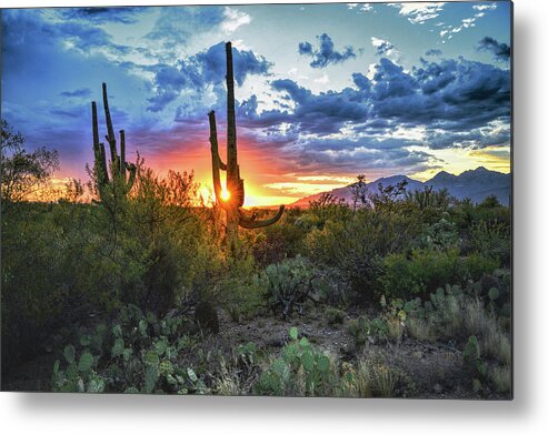 Saguaro Cactus Metal Print featuring the photograph Tucson, Arizona Saguaro Sunset by Chance Kafka
