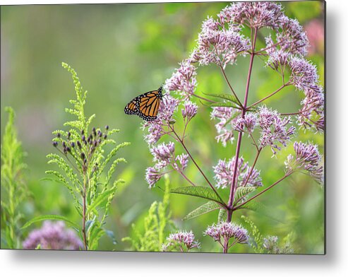 Nature Metal Print featuring the photograph Peering Into Nature by Dale Kincaid