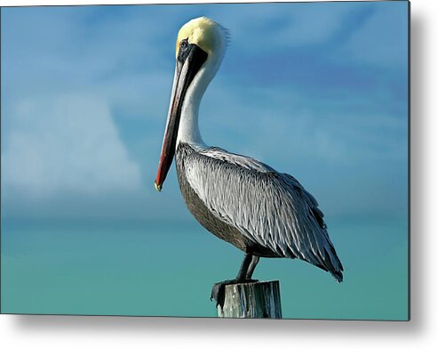 Pelican 8641 Metal Print featuring the painting Pelican 8641 by Mike Jones Photo