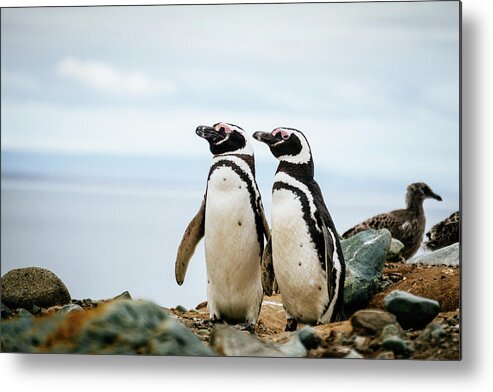 Chile Metal Print featuring the photograph Penguins at Magdalena Island in Chile by Kamran Ali