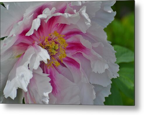 Flowers Metal Print featuring the photograph Peony by Joan Septembre