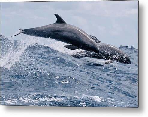 Dolphin
Blackfish
Peponocephale
Ocean
Lagoon
Mamals
Mayotte Metal Print featuring the photograph Peponocephales by Serge Melesan