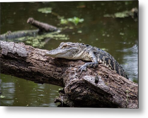 Alligator Metal Print featuring the photograph Perched Gator by Joe Leone
