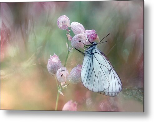 Pink Metal Print featuring the photograph Perfect Dream by Wil Mijer