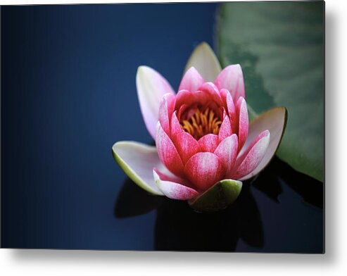 Photo Metal Print featuring the photograph Perfect lotus by Top Wallpapers