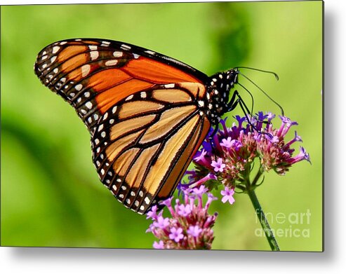 Butterfly Metal Print featuring the photograph Perfect Monarch by Susan Rydberg