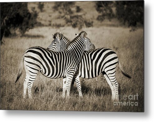 Zebras Metal Print featuring the photograph Zebra hug, Kruger Park, South Africa by Delphimages Photo Creations