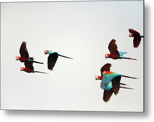 Unesco Metal Print featuring the photograph Peru, Red And Green Macaws Flying by Frans Lemmens