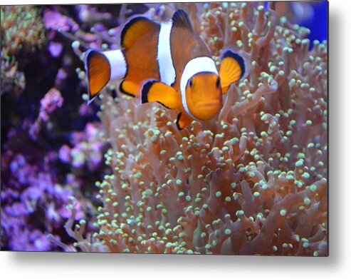Underwater Metal Print featuring the photograph Pez Payaso by Jrmb