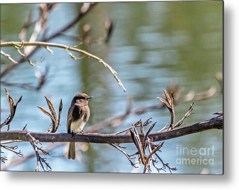 Black Phoebe Metal Print featuring the photograph Phoebe by Kate Brown
