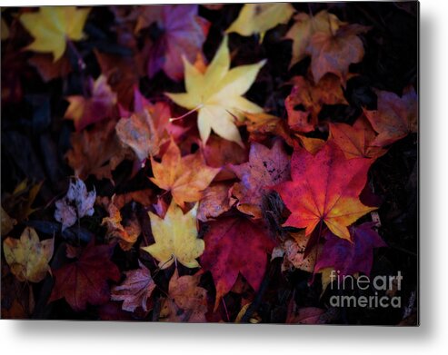 Botanical Metal Print featuring the photograph Pick a Color by Venetta Archer