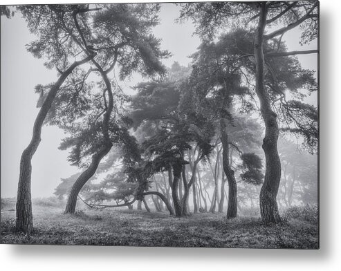 Fog Metal Print featuring the photograph Pine Trees by Tiger Seo