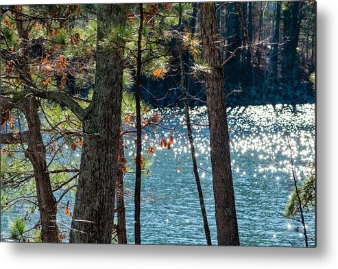 Pine Trees Metal Print featuring the photograph Pines and Diamonds by Mary Ann Artz