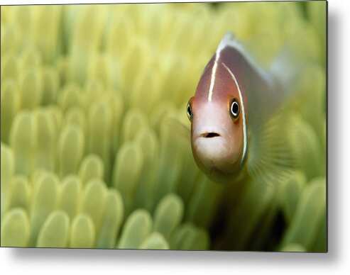 Underwater Metal Print featuring the photograph Pink Anemone Fish Close-up by Michael Aw