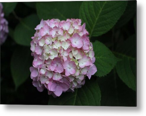 Pink Metal Print featuring the photograph Pink Hydrangea by Christopher Lotito