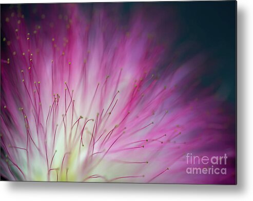 Mimosa Metal Print featuring the photograph Pink mimosa tree flower by Delphimages Photo Creations