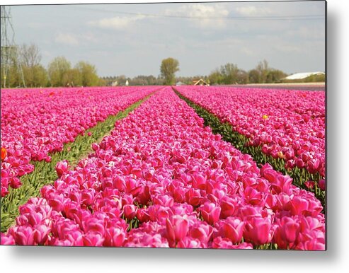 Netherlands Metal Print featuring the photograph Pink Tulips by By Johan Krijgsman, The Netherlands