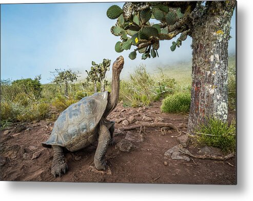Animals Metal Print featuring the photograph Pinzon Island Tortoise Browsing Opuntia by Tui De Roy