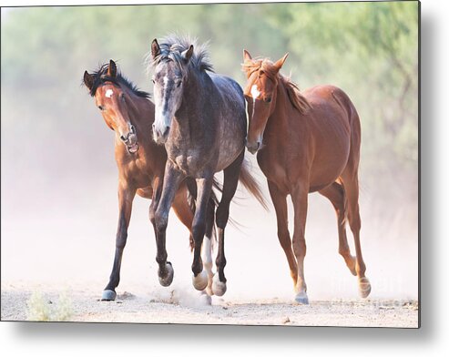 Battle Metal Print featuring the photograph Play by Shannon Hastings