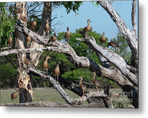 Plumed Whistling Ducks Metal Print featuring the photograph Plumed Whistling Ducks by Dr P. Marazzi/science Photo Library