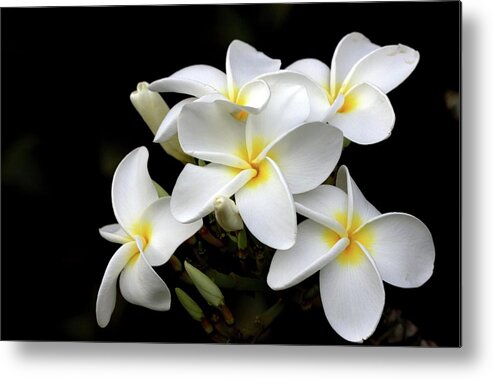 Bud Metal Print featuring the photograph Plumeria Flower by Photos By By Deb Alperin