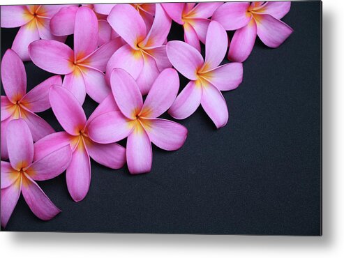 Single Flower Metal Print featuring the photograph Plumeria On Black by Focalhelicopter