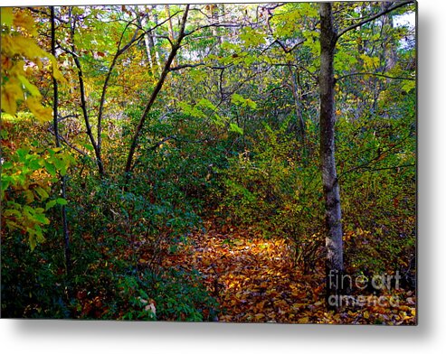 Poconos Forest Autumnn View Metal Print featuring the photograph Poconos Forest Autumn View by Barbra Telfer