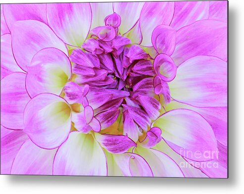 Dahlia Metal Print featuring the photograph Poetically Pink Dahlia Blossom by Regina Geoghan