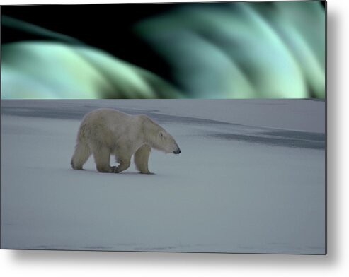 1980-1989 Metal Print featuring the photograph Polar Bear & Northern Lights by Mark Newman
