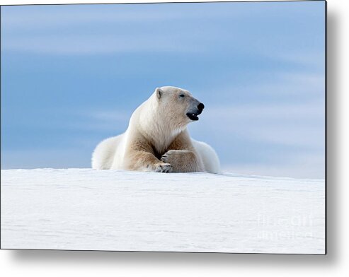 Polar Metal Print featuring the photograph Polar bear laying on the frozon snow of Svalbard by Jane Rix