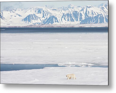 Iceberg Metal Print featuring the photograph Polar Bear On Arctic Sea Ice by Nailzchap