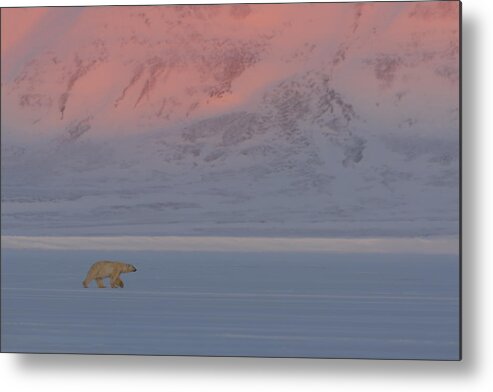 Polar Bear Metal Print featuring the photograph Polar Bear by Roberto Marchegiani