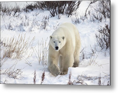 Snow Metal Print featuring the photograph Polar Bear Ursus Maritimus Walking by Robert Postma / Design Pics