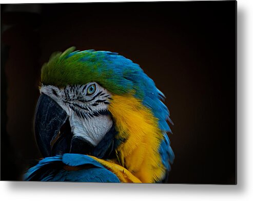 Parrot Metal Print featuring the photograph Polly's Portrait by Carolyn Mickulas