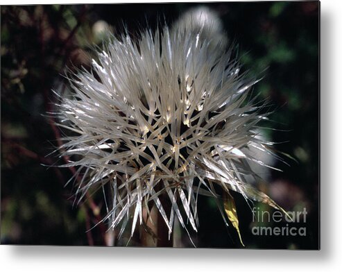  Metal Print featuring the photograph Poof by Randy Oberg