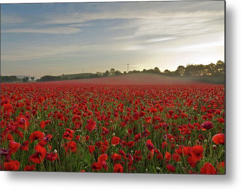 Scenics Metal Print featuring the photograph Poppy Field by David Dean Photography