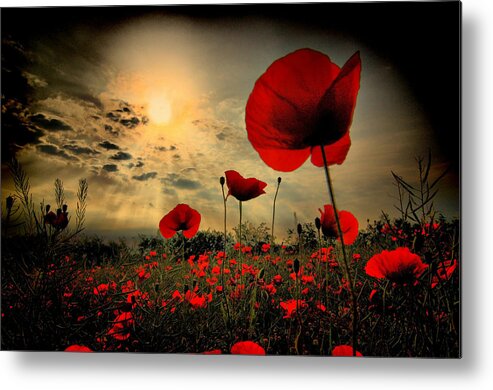 Tranquility Metal Print featuring the photograph Poppy Field by Stehlibela-alias-scarbody