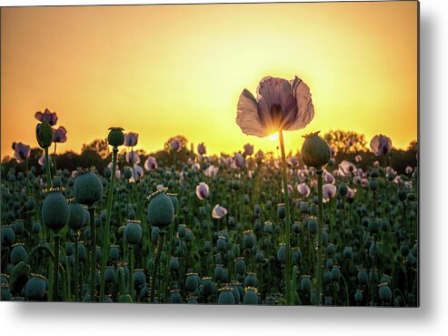 Poppies Metal Print featuring the photograph Poppy Field Sunset by Framing Places