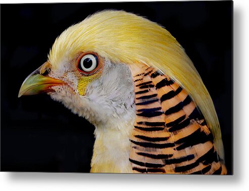 Bird
Animal
Feathers
Eye
Pheasant
Golden Metal Print featuring the photograph Portrait Of A Golden Pheasant by Robin Wechsler
